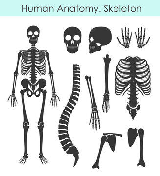 Vector illustration set of human skeleton. All human bones silhouette collection in flat style isolated on white background