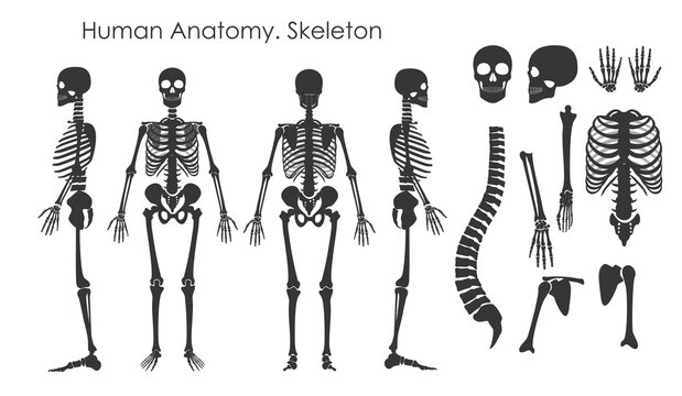 Vector illustration set of human bones skeleton in silhouette style isolated on white background. Human anatomy concept, skeleton in different positions