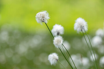 Eriophorum vaginatum, the hare's-tail cottongrass, tussock cottongrass, or sheathed cottonsedge, is a species of perennial herbaceous flowering plant in the sedge family Cyperaceae. 