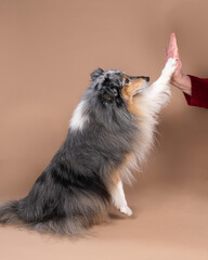 Cute shetland sheepdog sitting giving a high five pawagainst a blue background