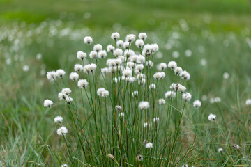 Eriophorum vaginatum, the hare's-tail cottongrass, tussock cottongrass, or sheathed cottonsedge, is a species of perennial herbaceous flowering plant in the sedge family Cyperaceae. 