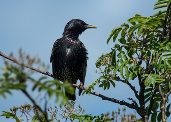 Starling, Bird, sitting on a tree branch.