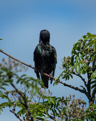 Starling, Bird, sitting on a tree branch.