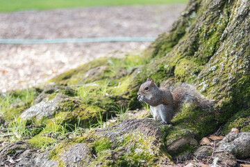 cute Squirrel eating by a tree in nature