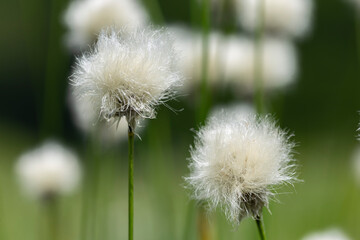 Fototapeta premium Eriophorum vaginatum, the hare's-tail cottongrass, tussock cottongrass, or sheathed cottonsedge, is a species of perennial herbaceous flowering plant in the sedge family Cyperaceae. 