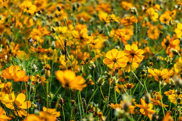 Obraz premium colorful cosmos flowers farm