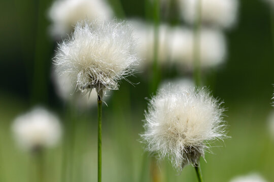 Eriophorum vaginatum, the hare's-tail cottongrass, tussock cottongrass, or sheathed cottonsedge, is a species of perennial herbaceous flowering plant in the sedge family Cyperaceae. 