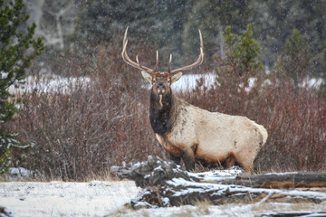 Big Bull Elk in the woods with Snow