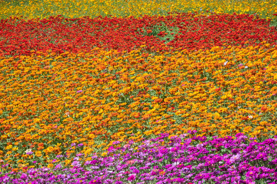 colorful cosmos flowers farm © ChenPG