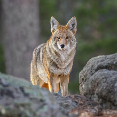 Alert Coyote in the woods