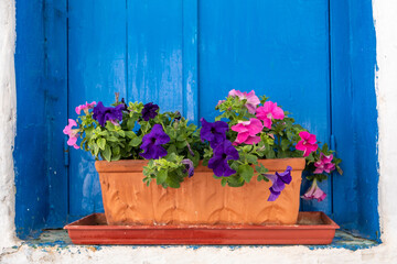 Fototapeta na wymiar Petunia flowers in a ceramic pot on a blue window sill, Cyclades Greece.