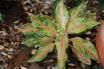 Dumb Cane scientific name : Dieffenbachia.  