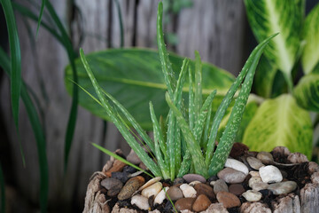Aloe, Aloe vera tree on stump.
