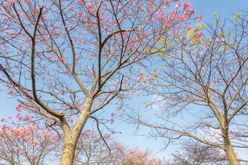 pink silk floss tree flowers