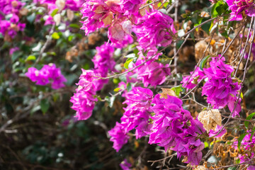 pink bougainvillea flowers