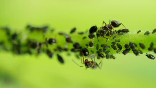 Ant harwesting drop of honeydew from Aphid colony -&nbsp;Hemiptera: Aphididae - on stem in 4K VIDEO. Macro footage of insect pests - plant lice, greenfly, blackfly or whitefly - sucking juice from plant.