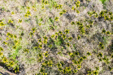 drone view of betel nut tree