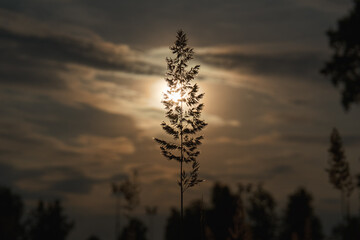 Fototapeta na wymiar A piece of grass, a silhouetted photo in the background of the sunset. Bright sun at sunset in summer