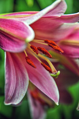 fragrant summer lily 