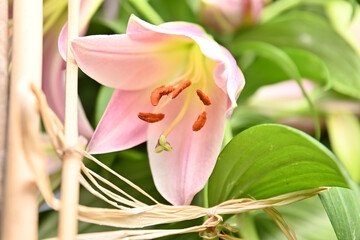 fragrant summer lily 