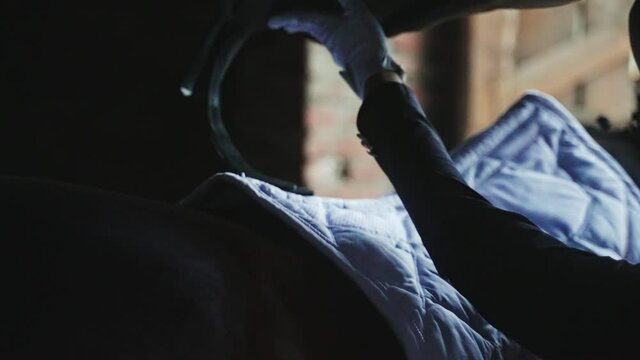 Hands of a woman saddling up a Seal horse. The saddle pad is placed on the horse's back to protect from saddle sores. Closeup view. Horse riding competition concept. 