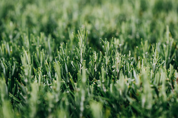 Close up with details of rosemary. Individual rosemary needles