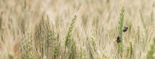 Bread Beetle eats wheat ear. Insect pest of crops Grain Beetle close-up. © Taras Rudenko