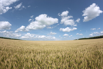 golden wheat field and sunny day