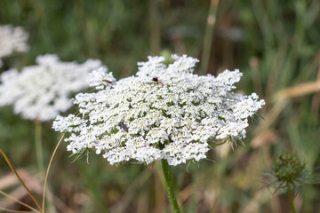 White flowers of Daucus carota blooming in morning sunrise This flowers have the common names include wild carrot, bird's nest, bishop's lace, and Queen Anne's lace, is a white, flowering plant.