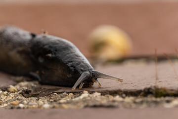 Close-up of a black keelback slug, Limacidae