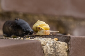 Snail race between a edible snail and a keelback-slug