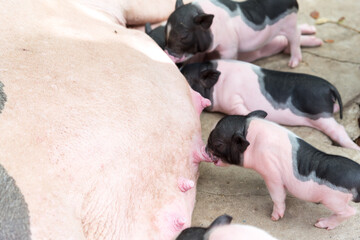 Fertile sow lying on straw and Little piglets suckling their mother, sow feeds her piglets lying in farm.	