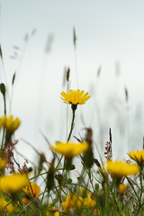 Yellow daisy wild flowers in a field 