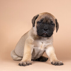 Obraz premium bull mastiff dog puppy isolated on a beige background