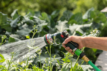 A person pouring garden plants with a garden hose