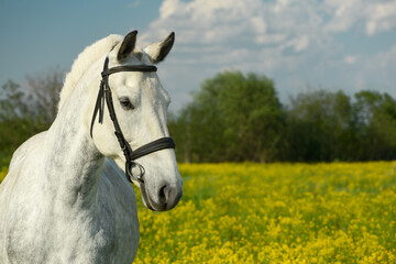 Fototapeta premium Horse with its black leather bridle is in outdoors. Portrait of gray mare, the close-up.