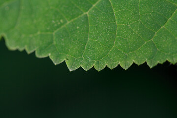 Jagged edge of green leaf of living plant. Macro photography