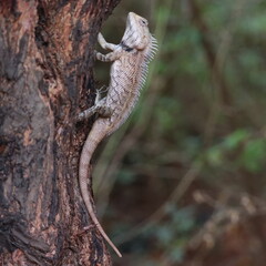 Close-up of an Indian garden lizard posing on a plant      (oriental garden lizard) in nature