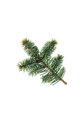 Spruce branch on white background