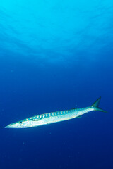 Fototapeta premium Port-cros mediterranée