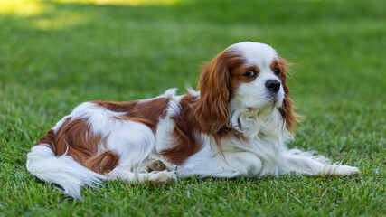 A Cavalier King Charles Spaniel dog outdoor