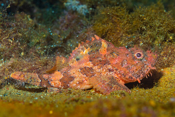 Port-cros mediterranée