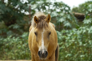 rescued pony stallion in the paddock