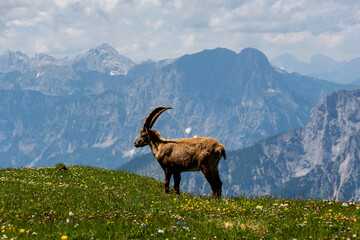 Running ibex in front of the mountains of National Park Gesäuse, Austria