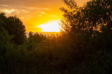 sunset in the forest