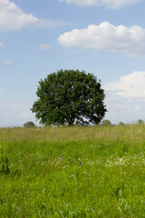 tree in the field