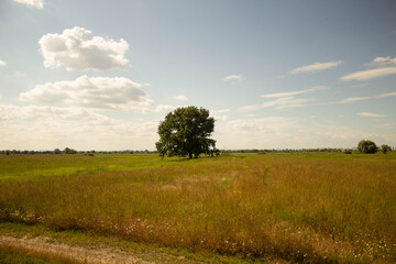 Obraz premium landscape with a tree