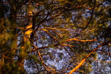 autumn in the forest