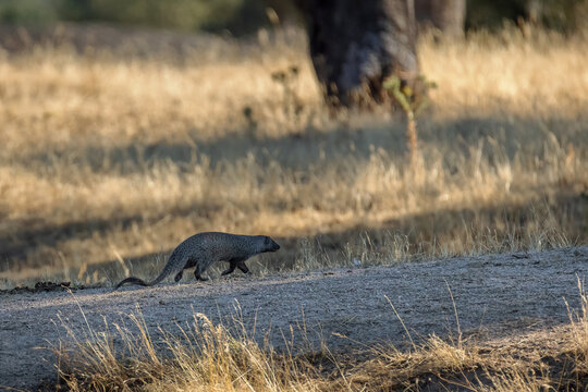 Mongoose in its natural environment.