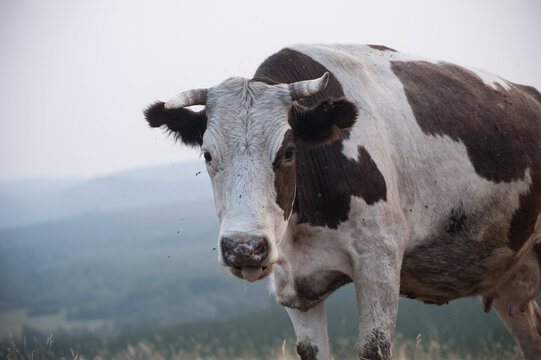 Scary Cow Closeup With Flies